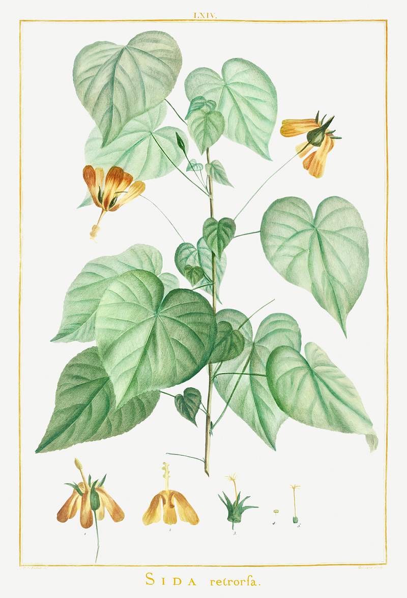 Sida Retrorfa Image from Stirpes Novae aut Minus Cognitae (1784) by Pierre-Joseph Redouté and Charles Louis…