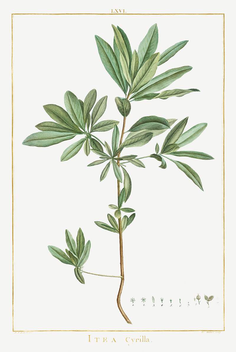 Itea Cyrilla Image from Stirpes Novae aut Minus Cognitae (1784) by Pierre-Joseph Redouté and Charles Louis…