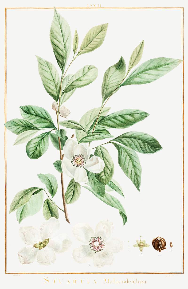Stuartia Malacodendron Image from Stirpes Novae aut Minus Cognitae (1784) by Pierre-Joseph Redouté and Charles Louis…