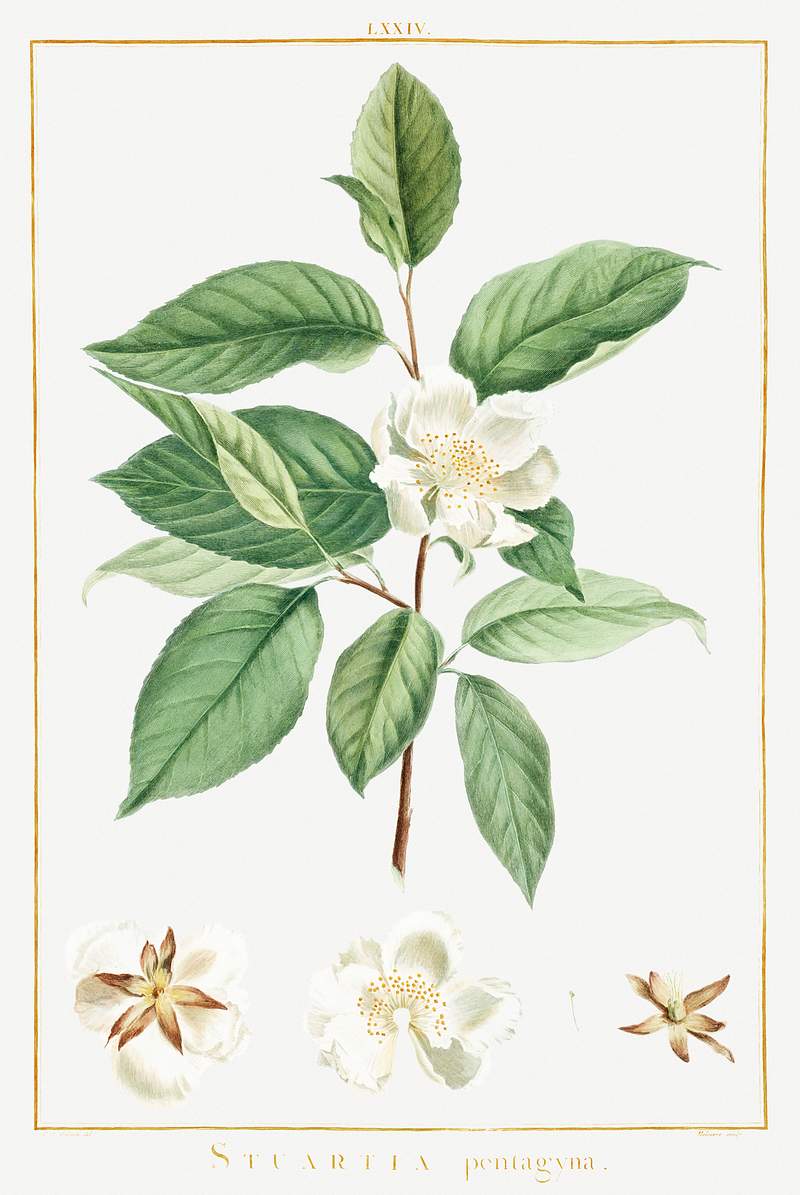 Stuartia Pentagyna Image from Stirpes Novae aut Minus Cognitae (1784) by Pierre-Joseph Redouté and Charles Louis…