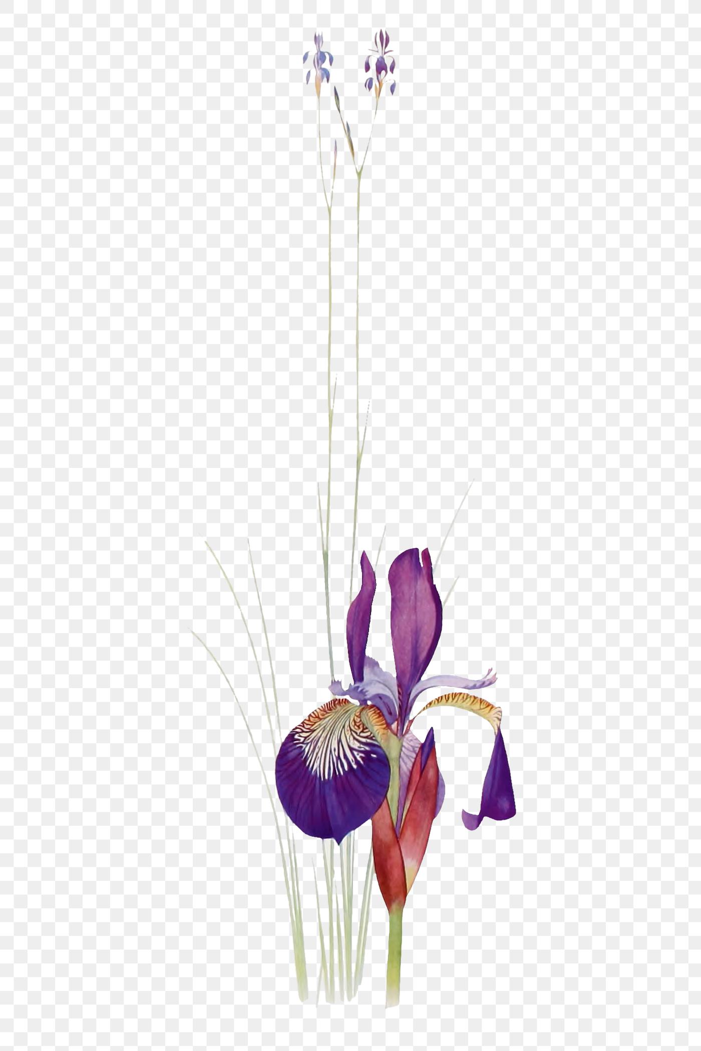 Purple Iris flower png | Royalty free stock illustration - 2098561