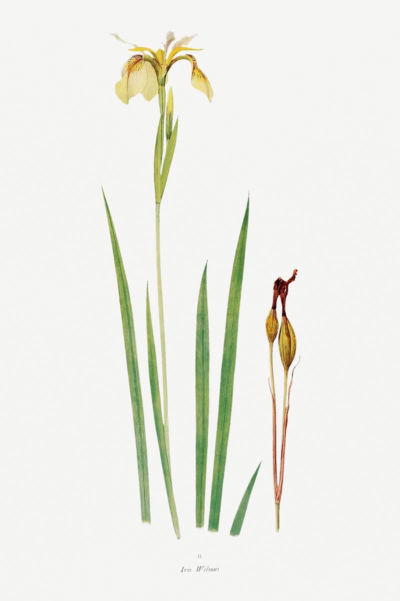 Vintage Iris flower poster Iris Wilsoni from The Genus Iris (1913) by William Rickatson Dykes. Original from The Biodiversity Heritage Library.…