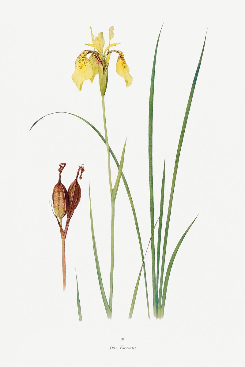 Vintage Iris flower poster Iris Forrestii from The Genus Iris (1913) by William Rickatson Dykes. Original from The Biodiversity Heritage Library.…