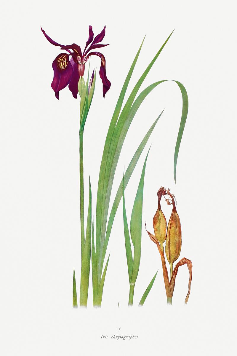 Vintage Iris flower poster Iris Chrysographes from The Genus Iris (1913) by William Rickatson Dykes. Original from The Biodiversity Heritage Library.…