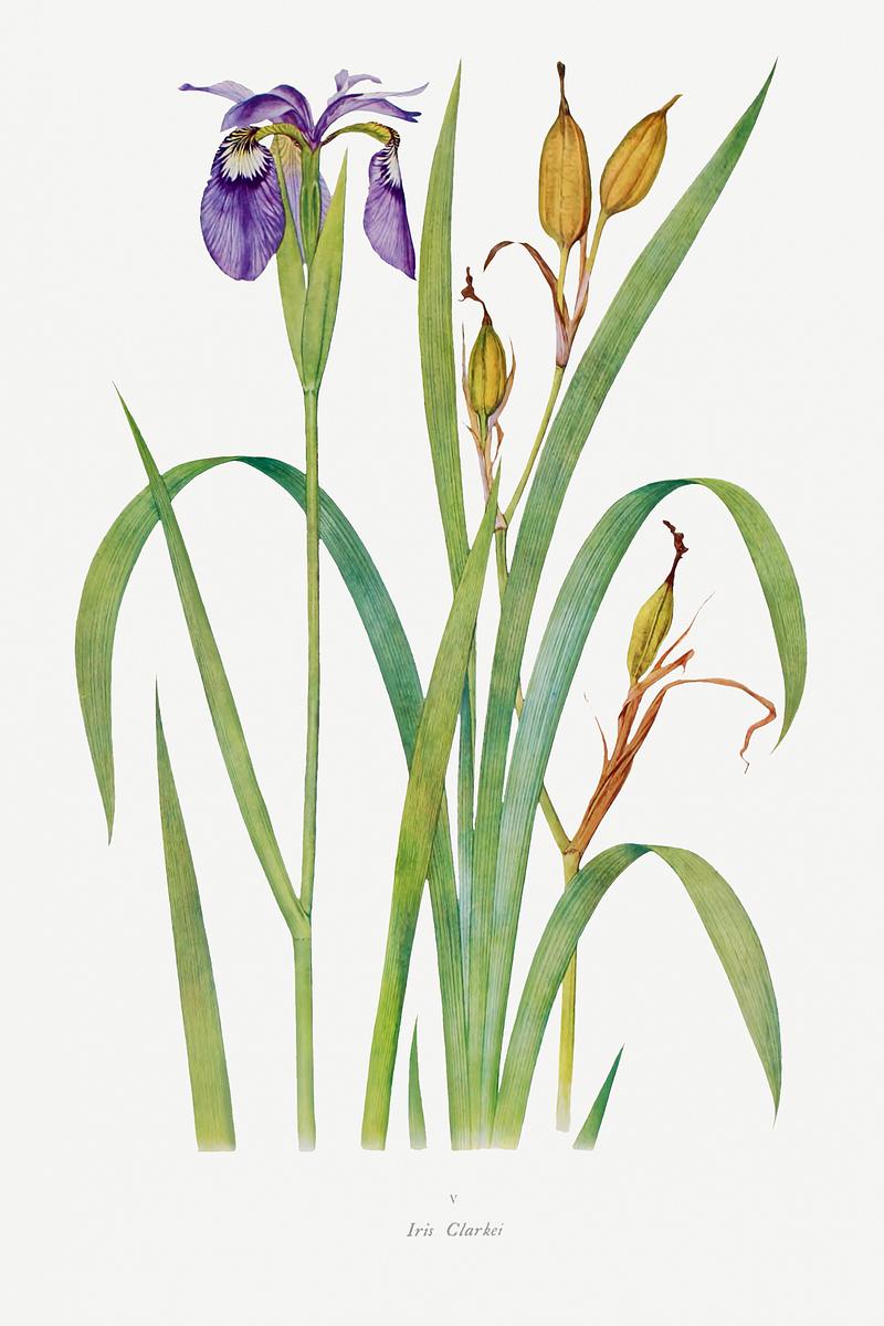 Vintage Iris flower poster Iris Clarkei from The Genus Iris (1913) by William Rickatson Dykes. Original from The Biodiversity Heritage Library.…