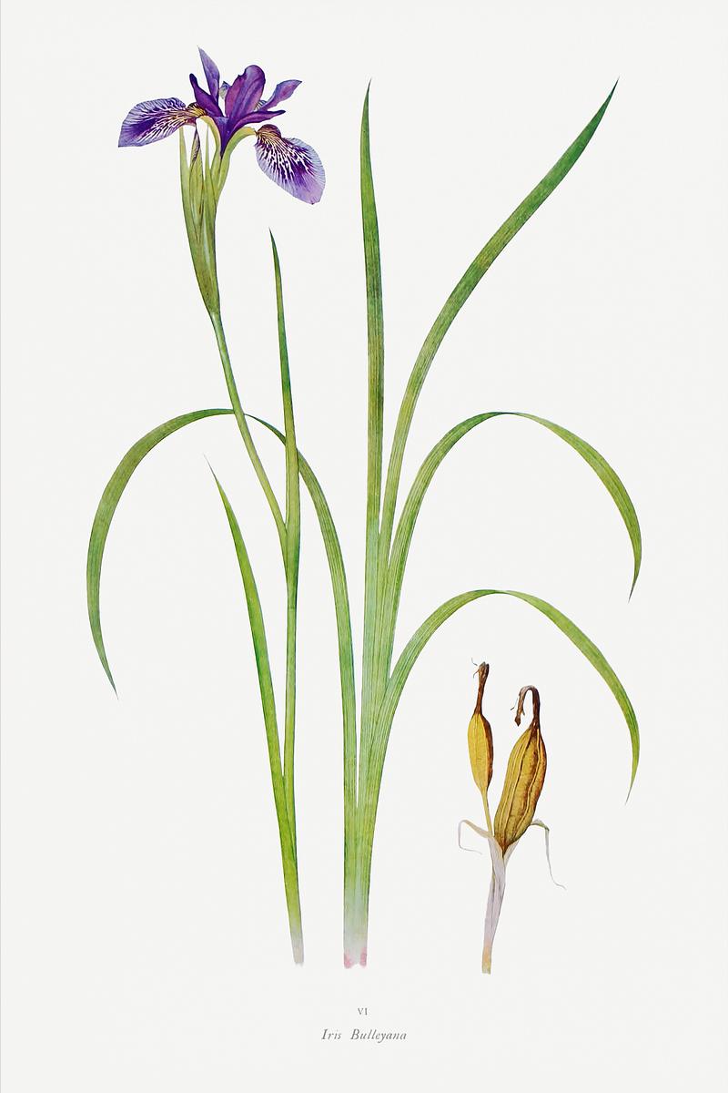 Vintage Iris flower poster Iris Bulleyana The Genus Iris (1913) by William Rickatson Dykes. Original from The Biodiversity Heritage Library. Digitally…