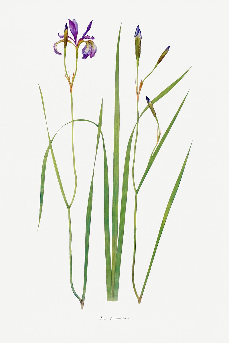 Vintage Iris flower poster Iris Prismatica from The Genus Iris (1913) by William Rickatson Dykes. Original from The Biodiversity Heritage Library.…