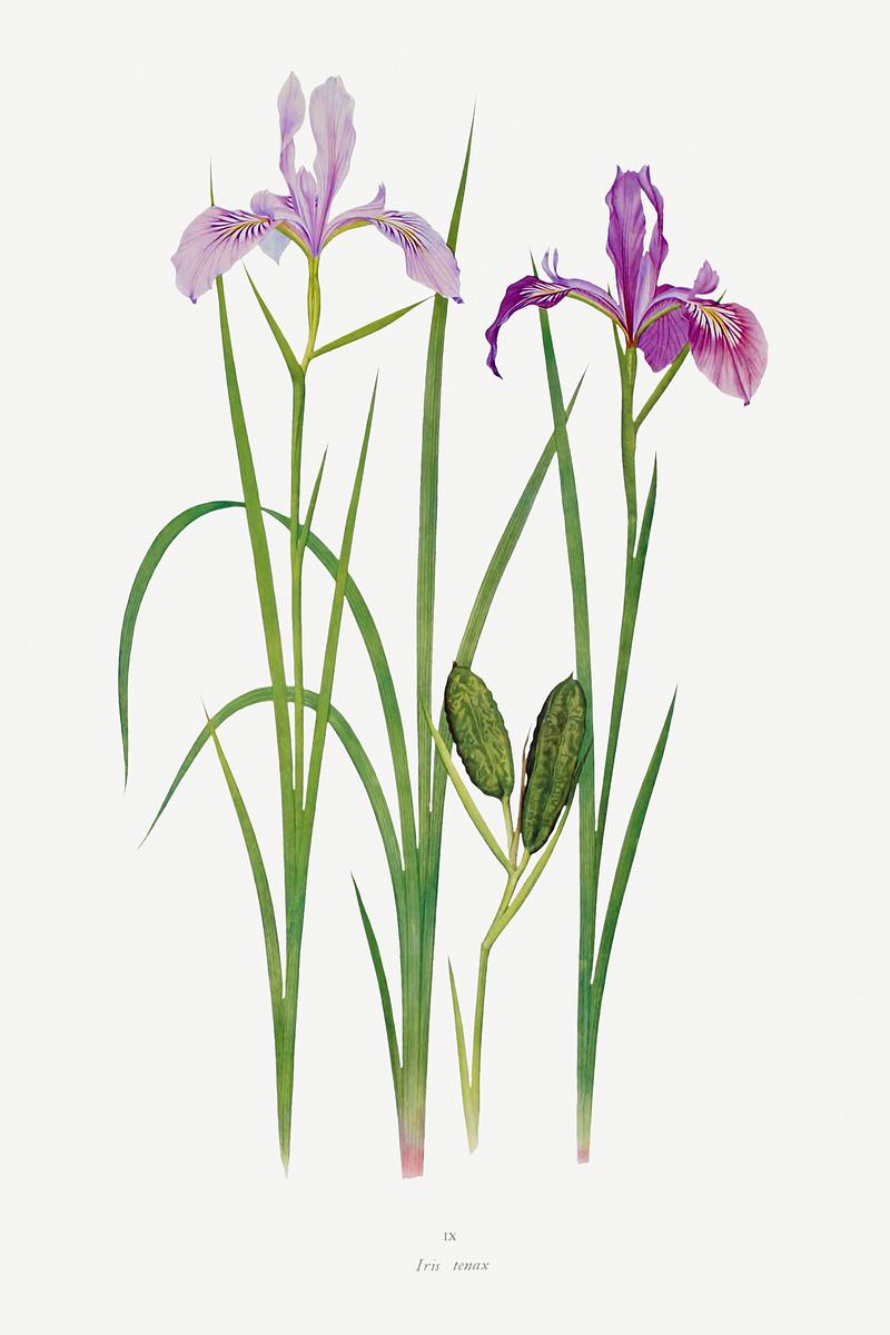 Vintage Iris flower poster Iris Tenax The Genus Iris (1913) by William Rickatson Dykes. Original from The Biodiversity Heritage Library. Digitally…