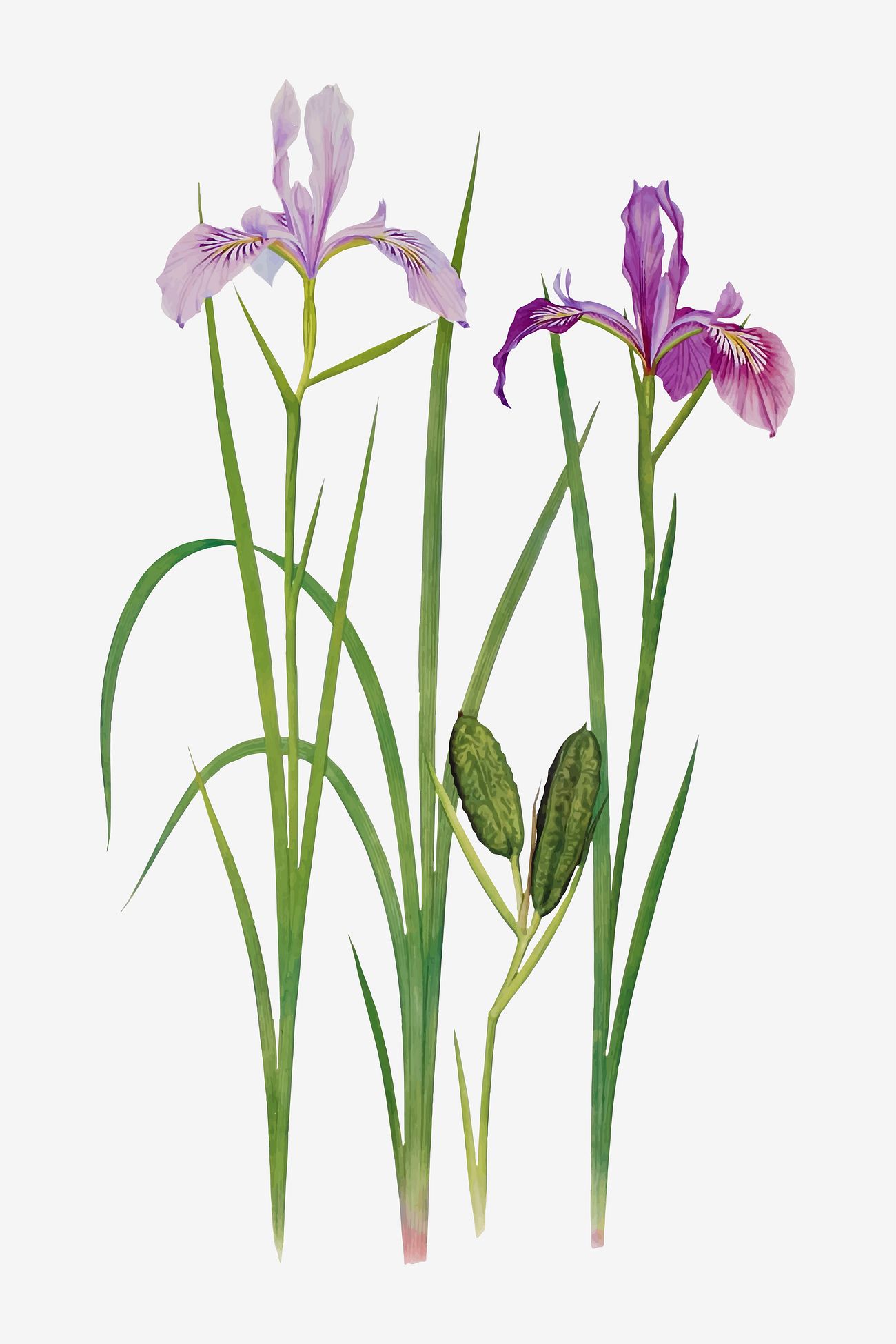 Download Purple Iris flower | Royalty free vector - 2098141