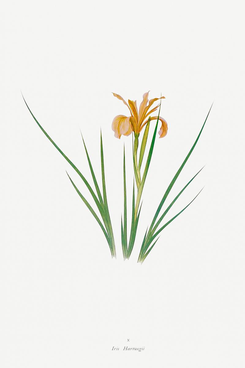 Vintage Iris flower poster Iris Hartwegii from The Genus Iris (1913) by William Rickatson Dykes. Original from The Biodiversity Heritage Library.…