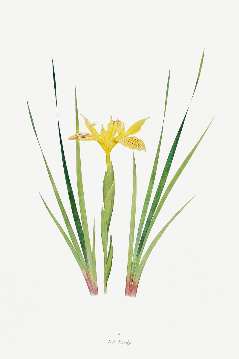 Vintage Iris flower poster Iris Purdyi from The Genus Iris (1913) by William Rickatson Dykes (1877-1925). Original from The Biodiversity Heritage…
