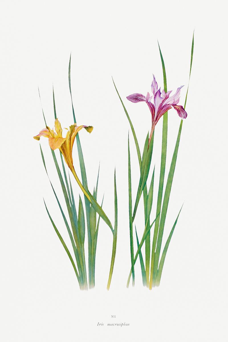 Vintage Iris flower poster Iris Macrosiphon The Genus Iris (1913) by William Rickatson Dykes. Original from The Biodiversity Heritage Library. Digitally…