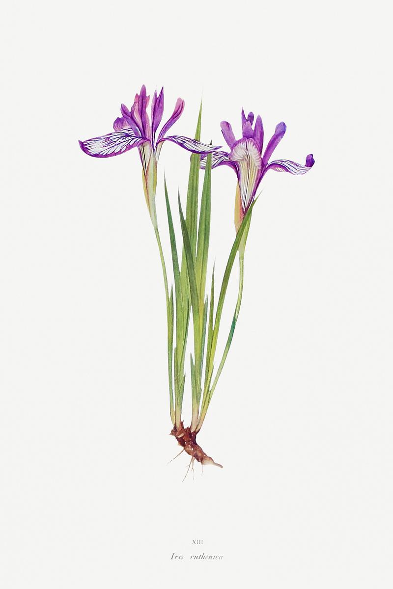 Vintage Iris flower poster Iris Ruthenica from The Genus Iris (1913) by William Rickatson Dykes. Original from The Biodiversity Heritage Library.…