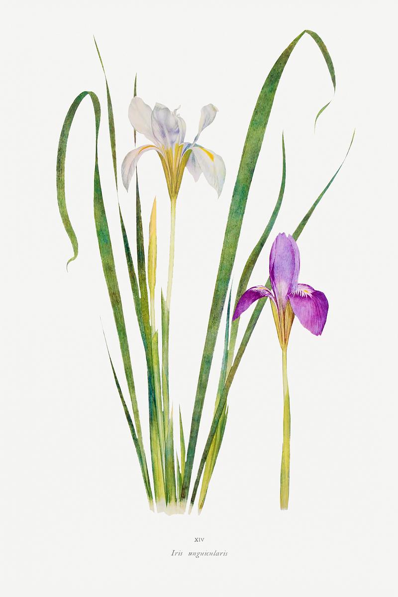 Vintage Iris flower poster Iris Unguicularis The Genus Iris (1913) by William Rickatson Dykes. Original from The Biodiversity Heritage Library.…