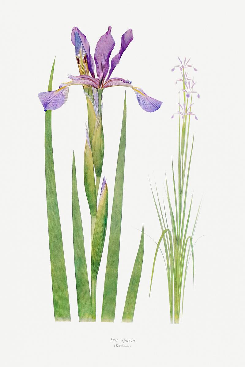 Vintage Iris flower poster Iris Spuria from The Genus Iris (1913) by William Rickatson Dykes. Original from The Biodiversity Heritage Library. Digitally…
