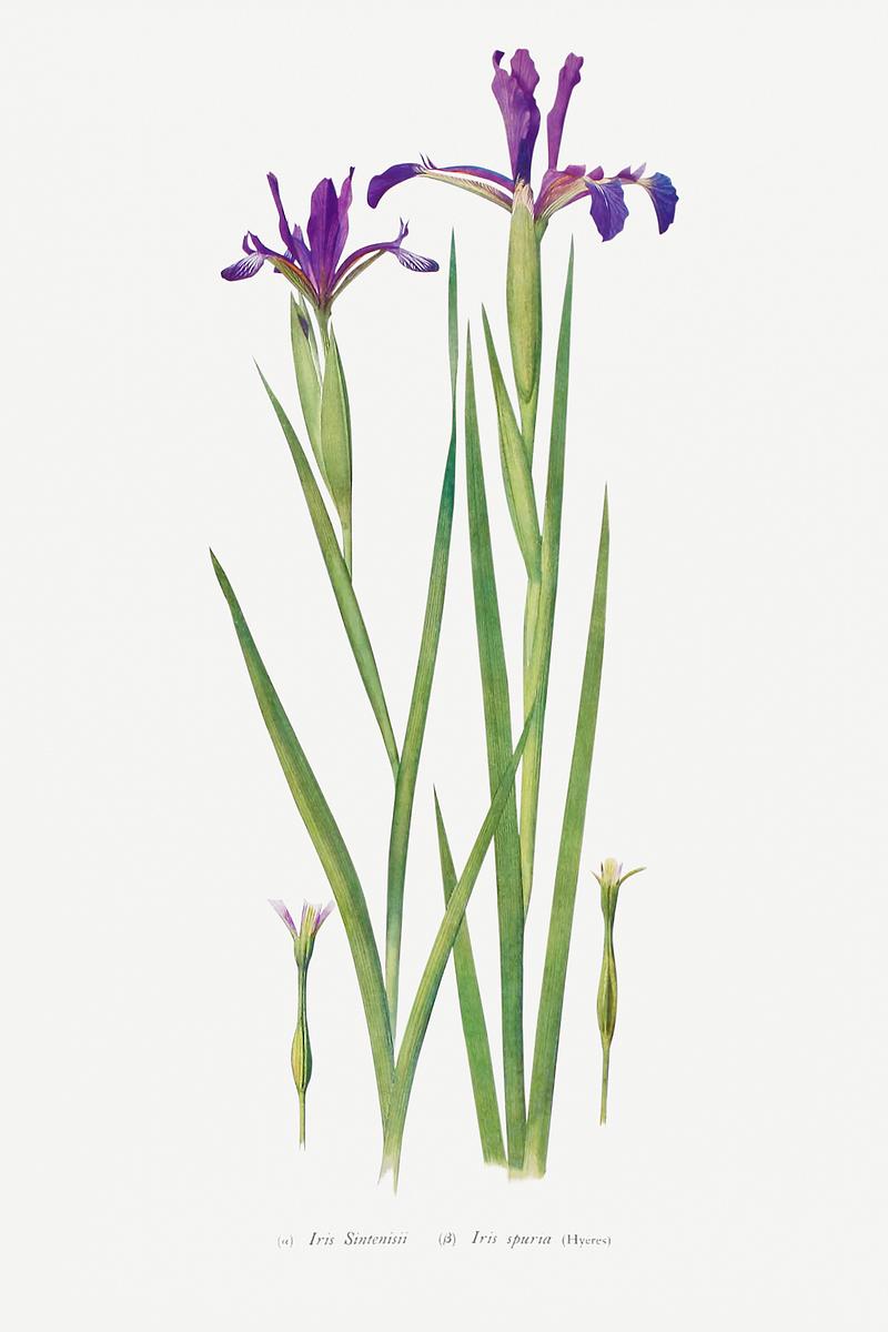 Vintage Iris flower poster Iris Sintenisii and Iris Spuria from The Genus Iris (1913) by William Rickatson Dykes. Original from The Biodiversity…