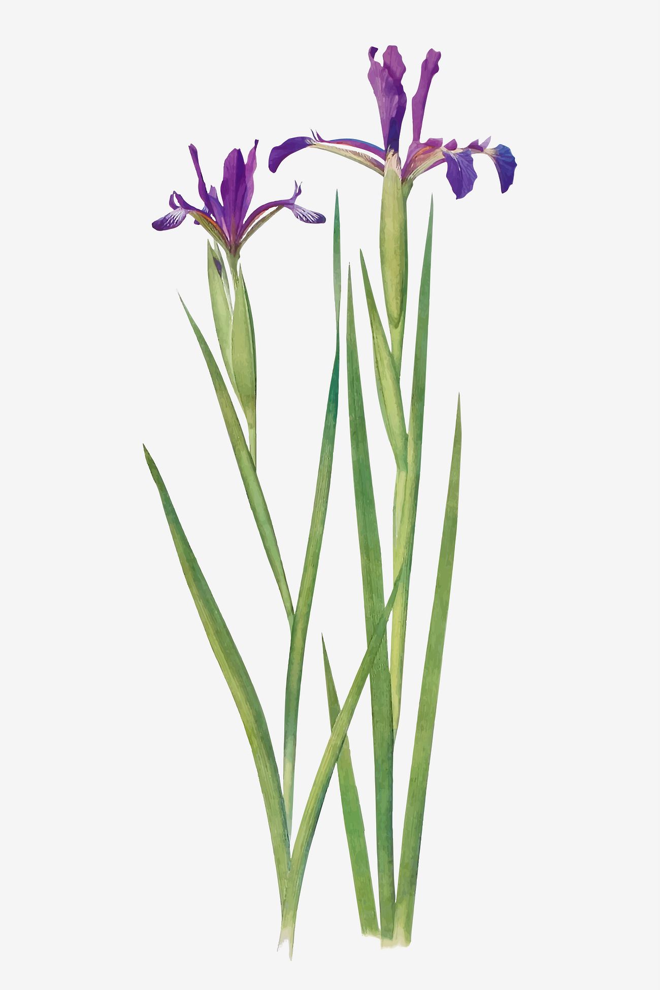 Download Purple Iris flower | Royalty free vector - 2100295