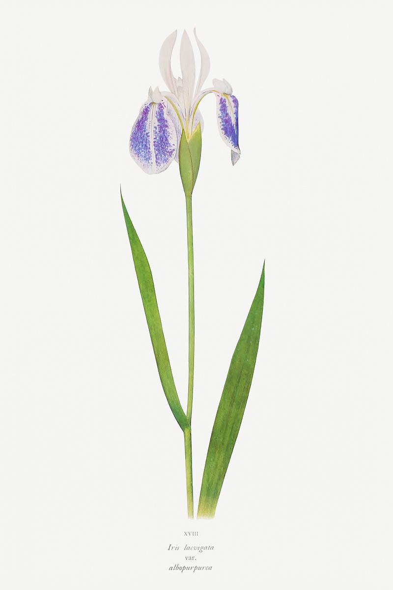 Vintage Iris flower poster Iris Laevigata var. Albopurpurea from The genus Iris by William Rickatson Dykes (1877-1925). Original from The Biodiversity…
