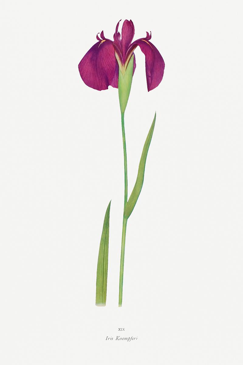 Vintage Iris flower poster | Free public domain illustration Iris Kaempferi from The genus Iris by William Rickatson Dykes (1877-1925). Original from The Biodiversity Heritage Library.…