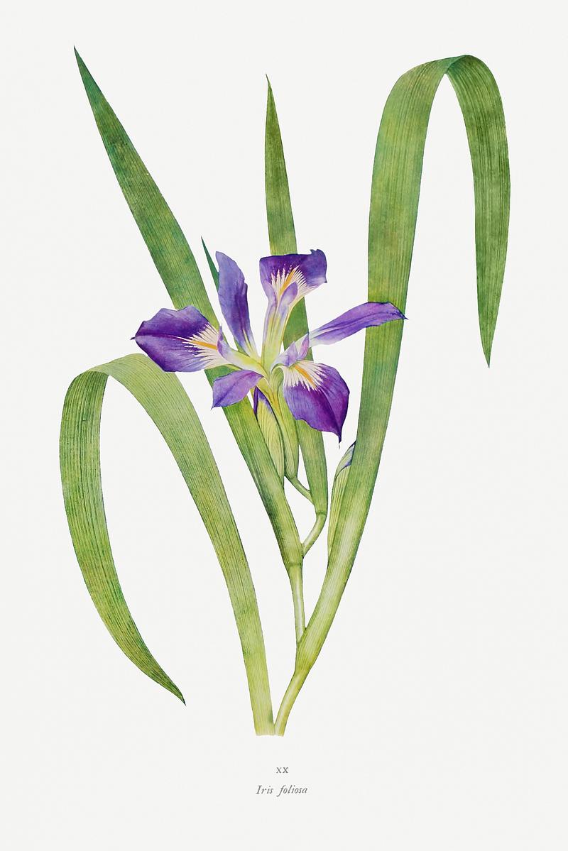 Vintage Iris flower poster Iris Foliosa from The genus Iris by William Rickatson Dykes (1877-1925). Original from The Biodiversity Heritage Library.…