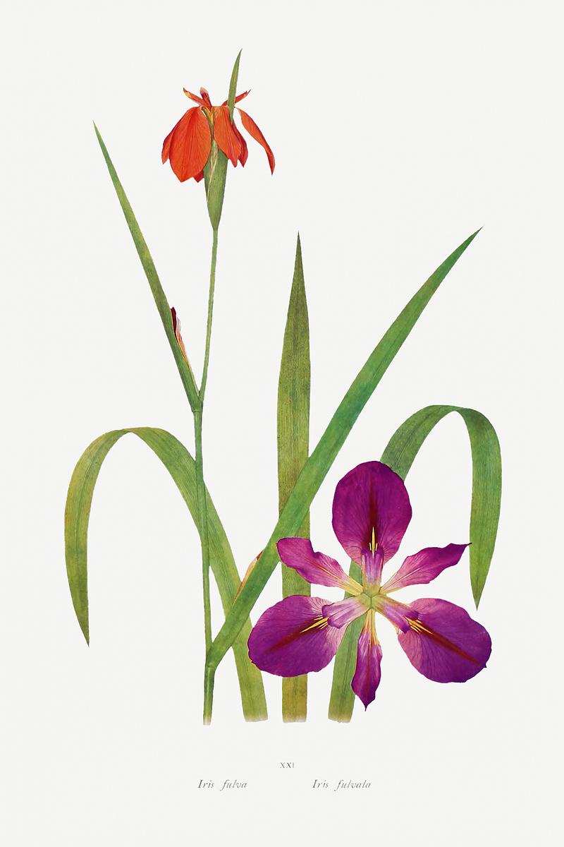 Vintage Iris flower poster Iris Fulva and Iris Fulvala from The genus Iris by William Rickatson Dykes (1877-1925). Original from The Biodiversity…