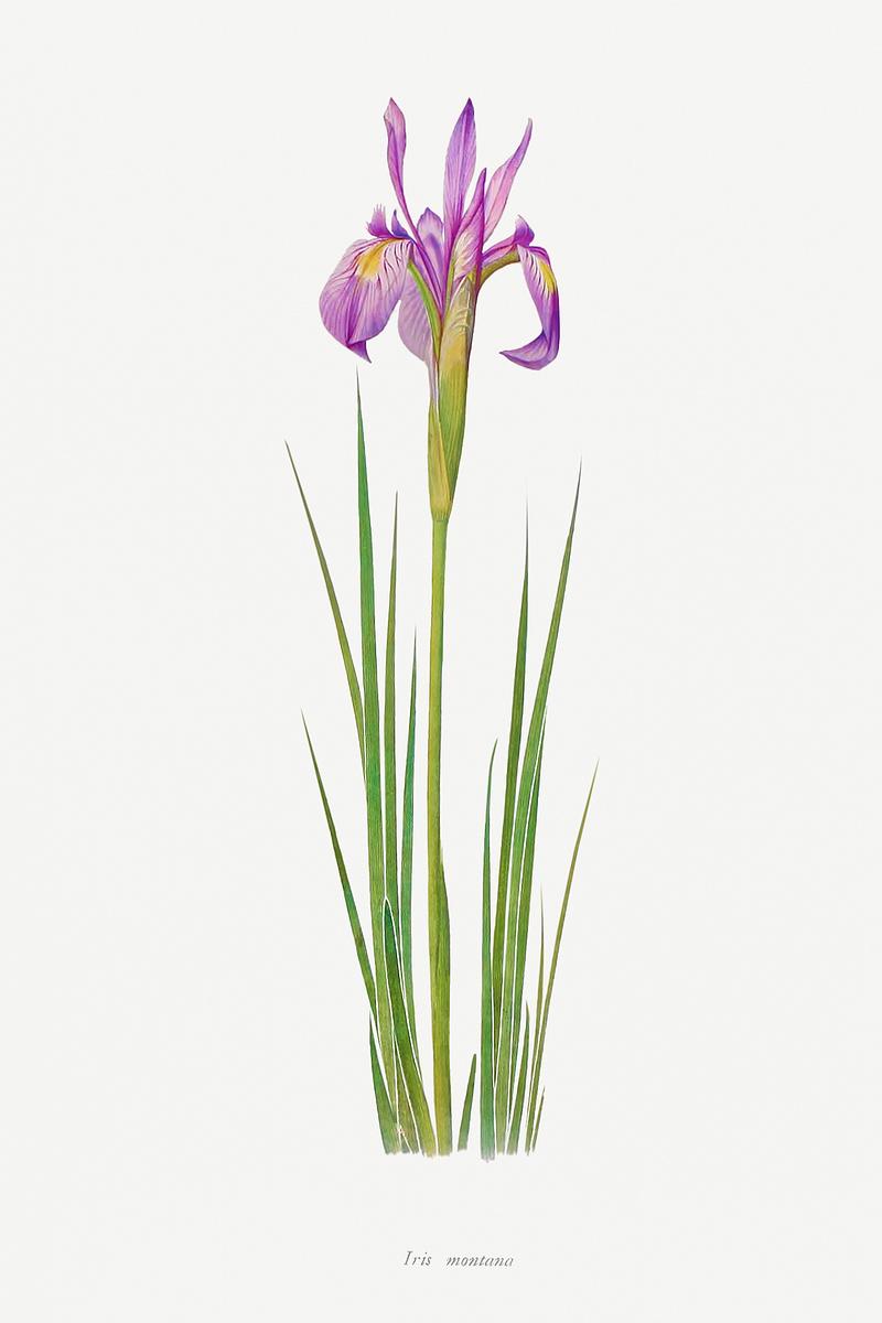 Vintage Iris flower poster Iris Montana from The genus Iris by William Rickatson Dykes (1877-1925). Original from The Biodiversity Heritage Library.…