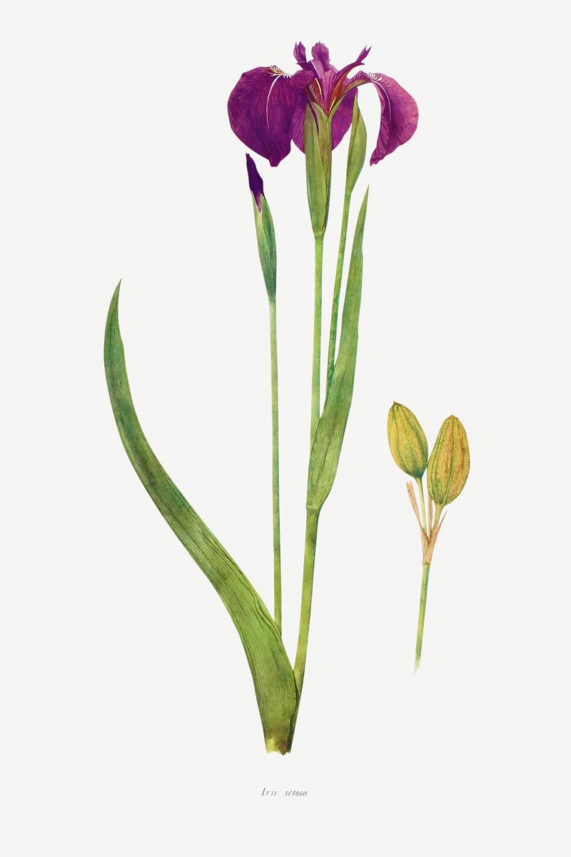 Vintage Iris flower poster Iris Setosa from The genus Iris by William Rickatson Dykes (1877-1925). Original from The Biodiversity Heritage Library.…