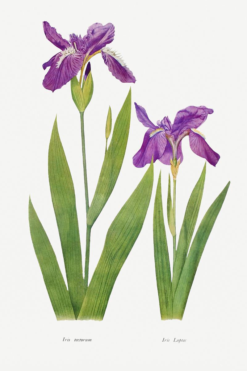 Vintage Iris flower poster Iris Tectorum and Iris Loptec from The genus Iris by William Rickatson Dykes (1877-1925). Original from The Biodiversity…