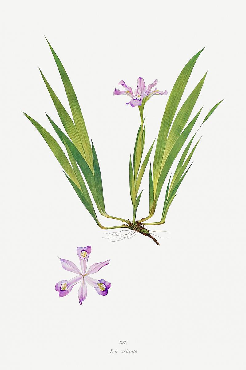 Vintage Iris flower poster Iris Cristata from The genus Iris by William Rickatson Dykes (1877-1925). Original from The Biodiversity Heritage Library.…
