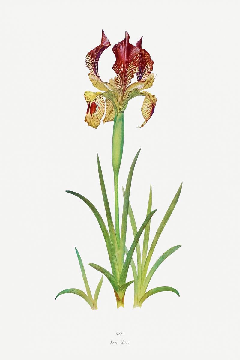 Vintage Iris flower poster Iris Sari from The genus Iris by William Rickatson Dykes (1877-1925). Original from The Biodiversity Heritage Library.…