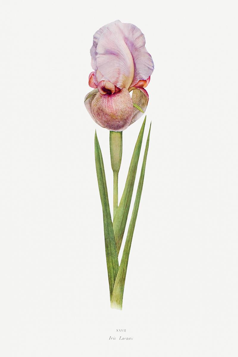 Vintage Iris flower poster Iris Lortetii from The genus Iris by William Rickatson Dykes (1877-1925). Original from The Biodiversity Heritage Library.…