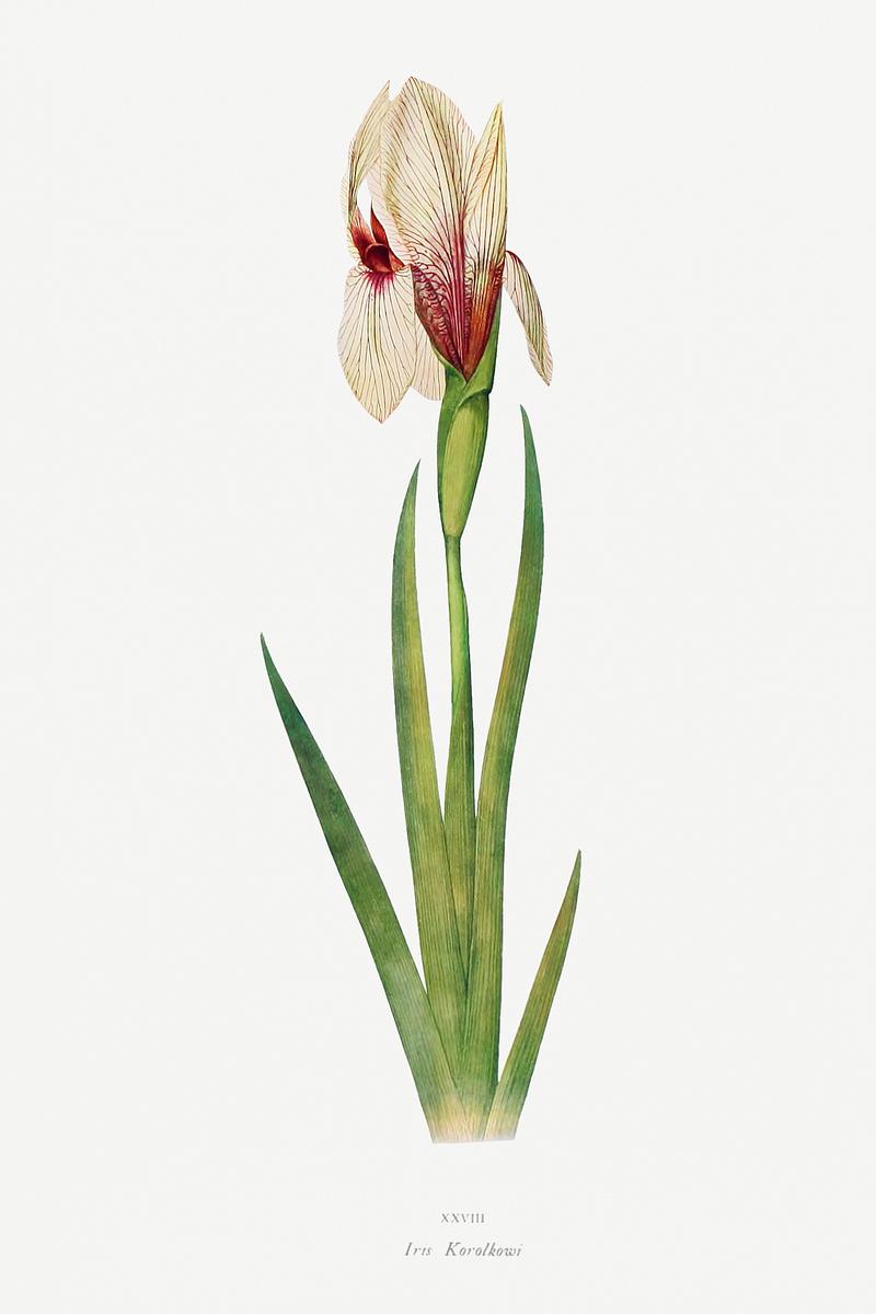 Vintage Iris flower poster Iris Korolkowi from The genus Iris by William Rickatson Dykes (1877-1925). Original from The Biodiversity Heritage Library.…
