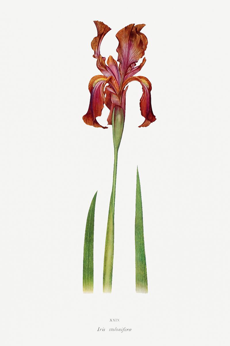 Vintage Iris flower poster Iris Stolonifera from The genus Iris by William Rickatson Dykes (1877-1925). Original from The Biodiversity Heritage Library.…