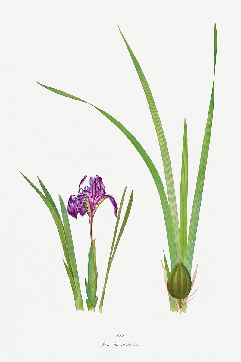 Vintage Iris flower poster Iris Kumaonensis from The genus Iris by William Rickatson Dykes (1877-1925). Original from The Biodiversity Heritage Library.…