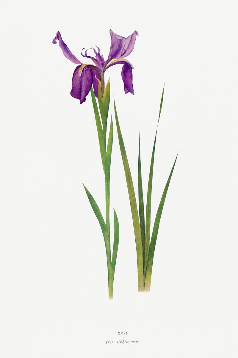 Vintage Iris flower poster Iris Sikkimensis from The genus Iris by William Rickatson Dykes (1877-1925). Original from The Biodiversity Heritage Library.…
