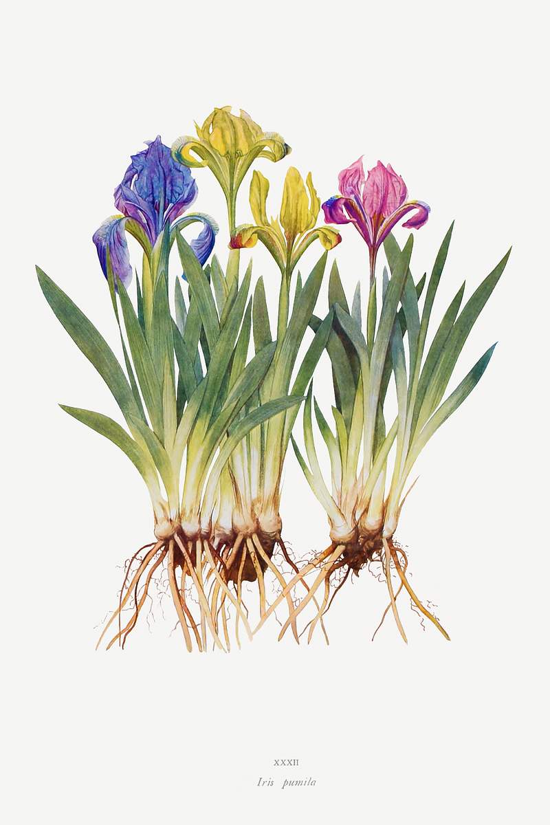Iris Pumila from The genus Iris by William Rickatson Dykes (1877-1925). Original from The Biodiversity Heritage Library.…