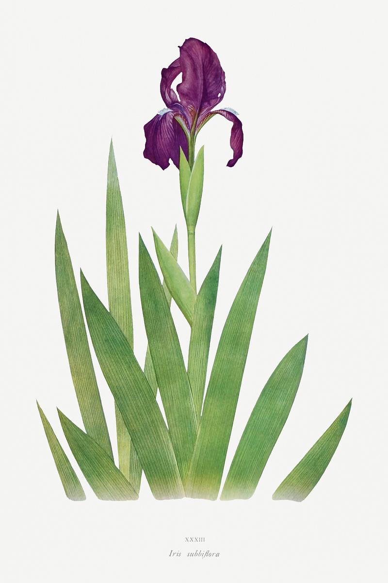 Vintage Iris flower poster Iris Subbiflora from The genus Iris by William Rickatson Dykes (1877-1925). Original from The Biodiversity Heritage Library.…