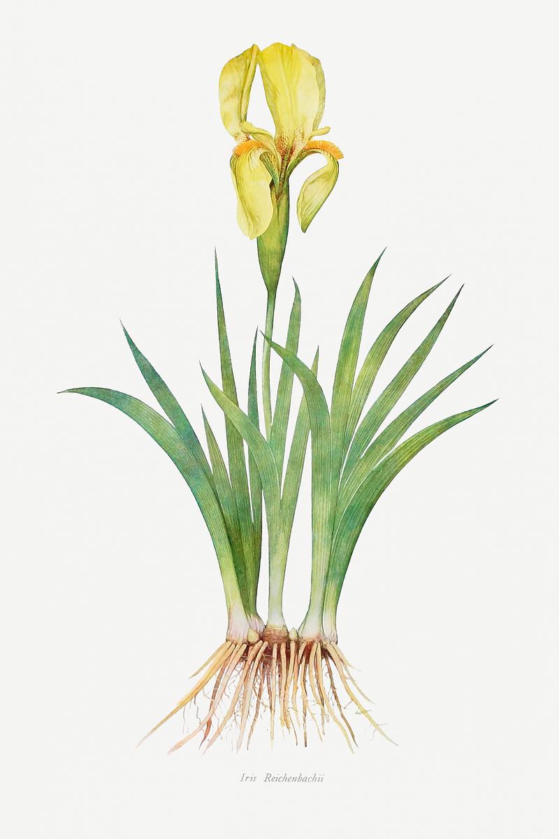 Vintage Iris flower poster Iris Reichenbachii from The genus Iris by William Rickatson Dykes (1877-1925). Original from The Biodiversity Heritage…