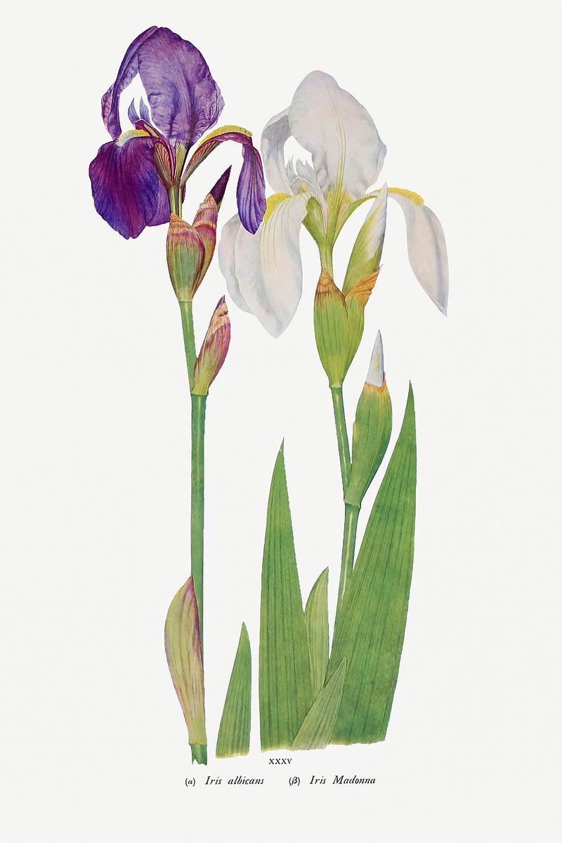 Vintage Iris flower poster Iris Madonna from The genus Iris by William Rickatson Dykes (1877-1925). Original from The Biodiversity Heritage Library.…