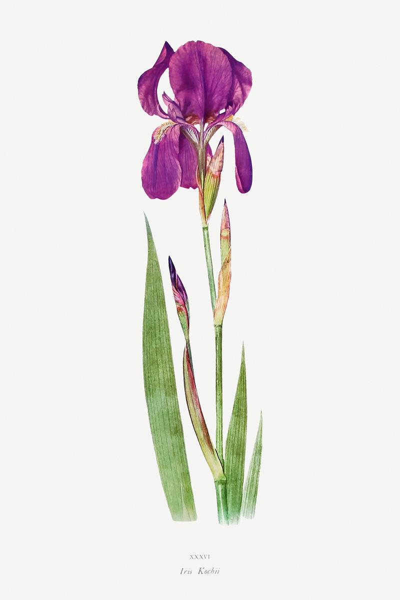 Vintage Iris flower poster Iris Kochii from The genus Iris by William Rickatson Dykes (1877-1925). Original from The Biodiversity Heritage Library.…