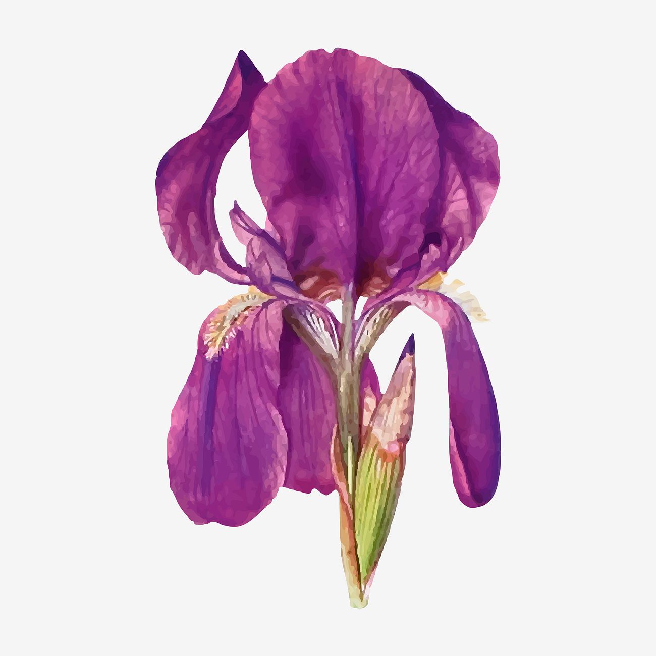 Purple Iris flower | Royalty free vector - 2098391