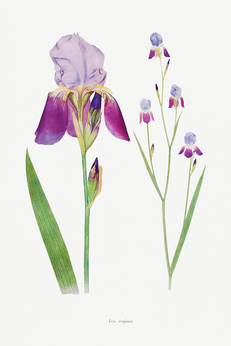 Vintage Iris flower poster Iris Trojana from The genus Iris by William Rickatson Dykes (1877-1925). Original from The Biodiversity Heritage Library.…