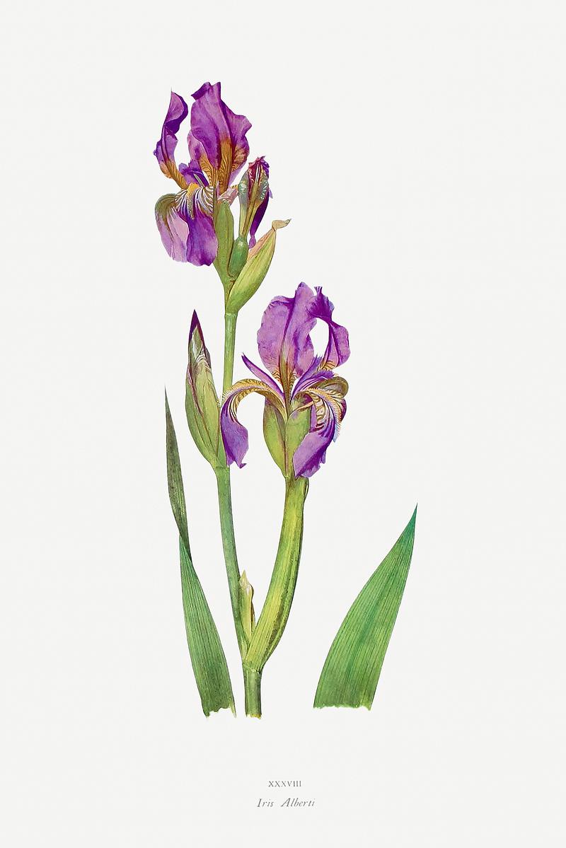 Vintage Iris flower poster Iris Alberti The genus Iris by William Rickatson Dykes (1877-1925). Original from The Biodiversity Heritage Library.…