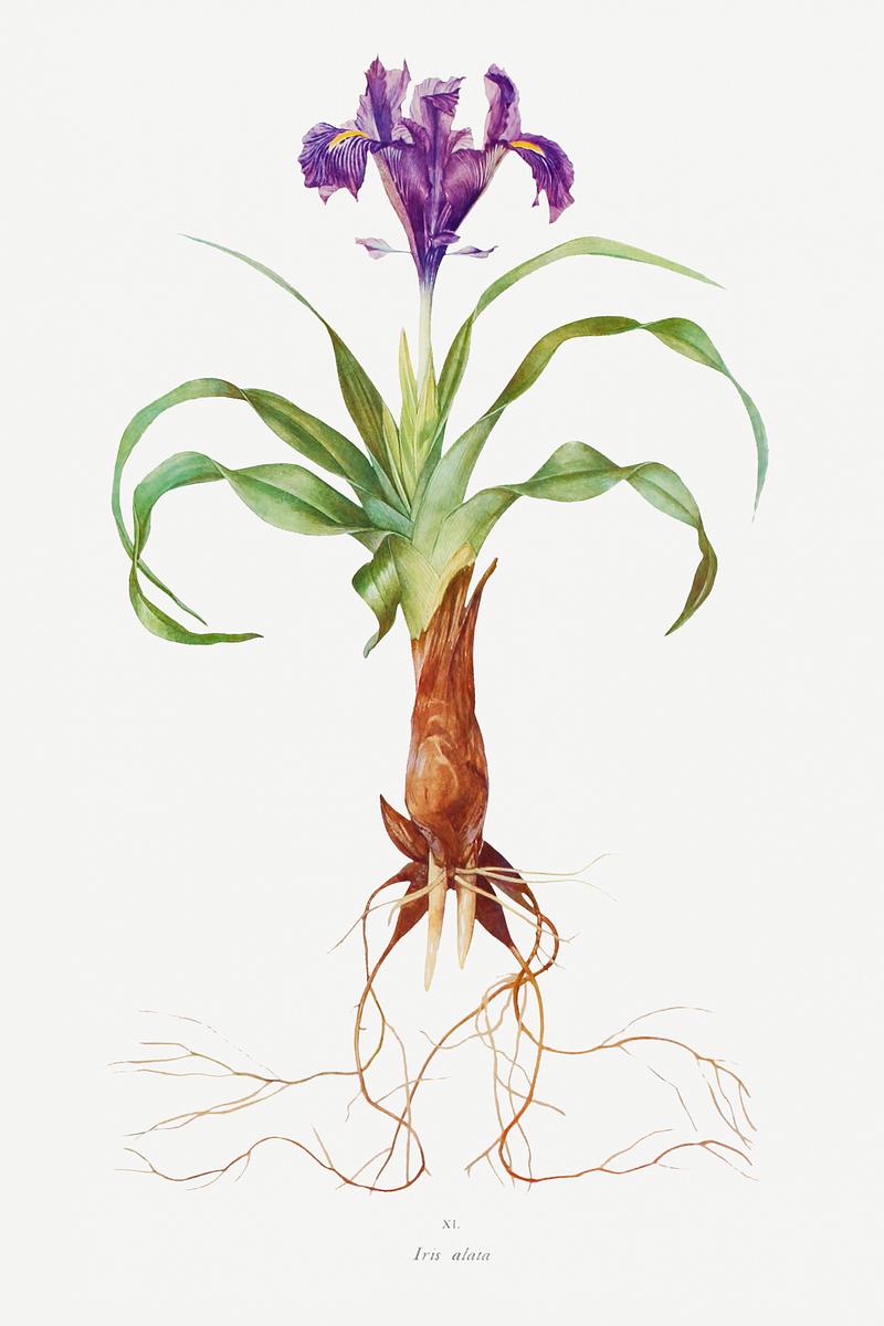 Vintage Iris flower poster Iris Alata from The genus Iris by William Rickatson Dykes (1877-1925). Original from The Biodiversity Heritage Library.…