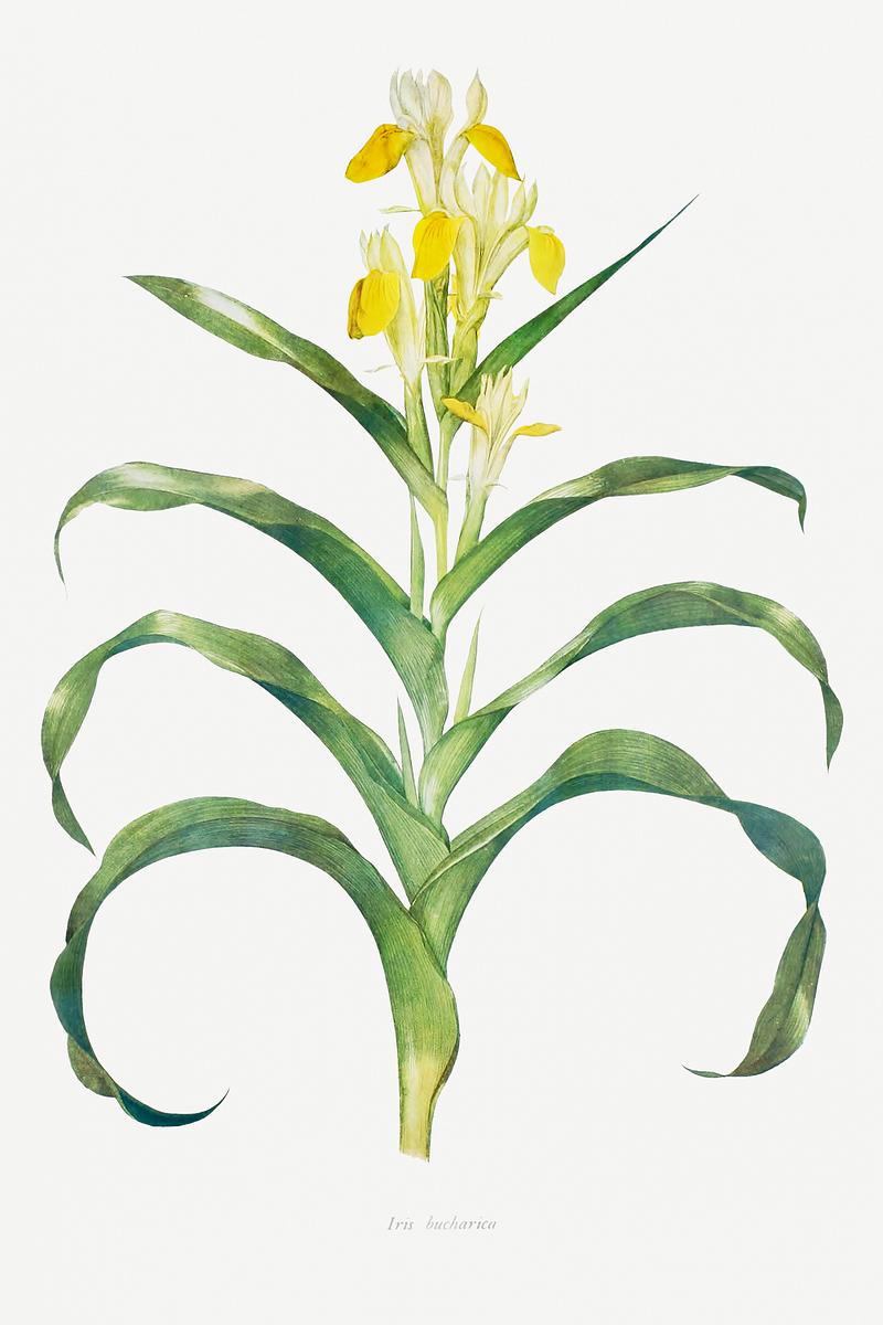 Vintage Iris flower poster Iris Bucharica from The genus Iris by William Rickatson Dykes (1877-1925). Original from The Biodiversity Heritage Library.…