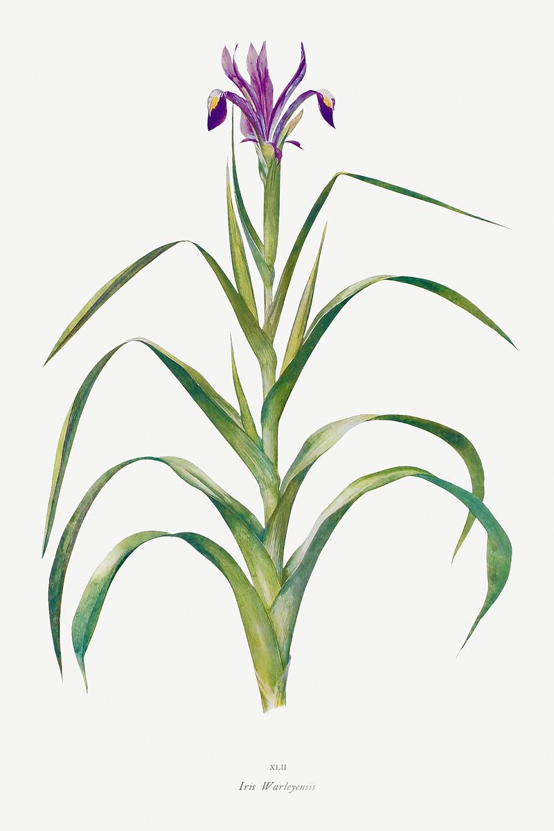 Vintage Iris flower poster Iris Warleyensis from The genus Iris by William Rickatson Dykes (1877-1925). Original from The Biodiversity Heritage Library.…