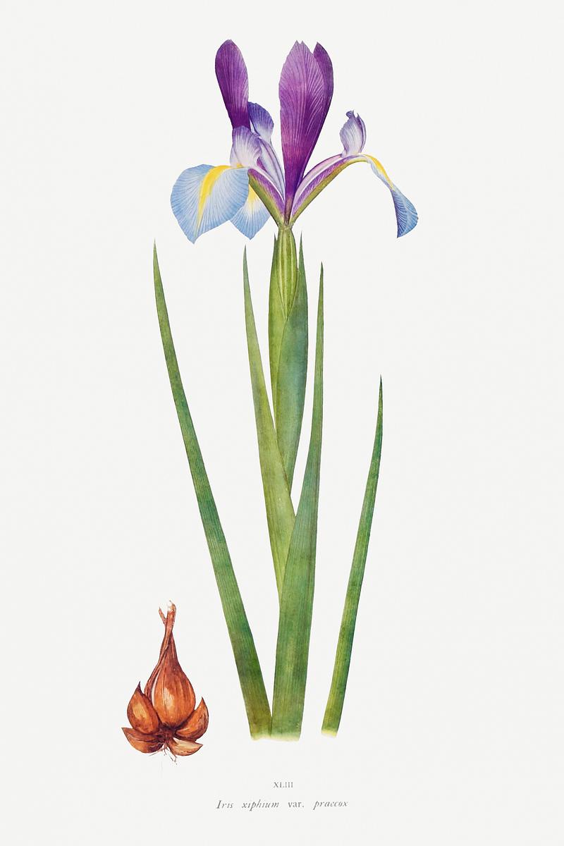 Vintage Iris flower poster Iris Xiphium Var Praecox from The genus Iris by William Rickatson Dykes (1877-1925). Original from The Biodiversity Heritage…