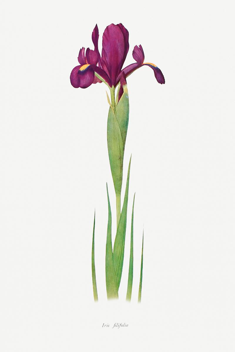 Vintage Iris flower poster Iris Filifolia from The genus Iris by William Rickatson Dykes (1877-1925). Original from The Biodiversity Heritage Library.…