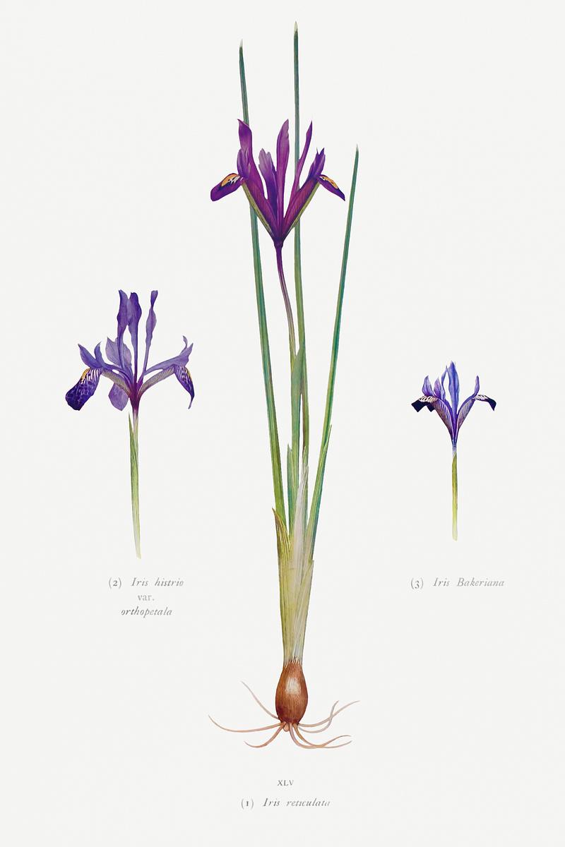 Vintage Iris flower poster Iris Reticulata, Iris Histrio var. Orthopetala and Iris Bakeriana from The genus Iris by William Rickatson Dykes (1877-1925).…