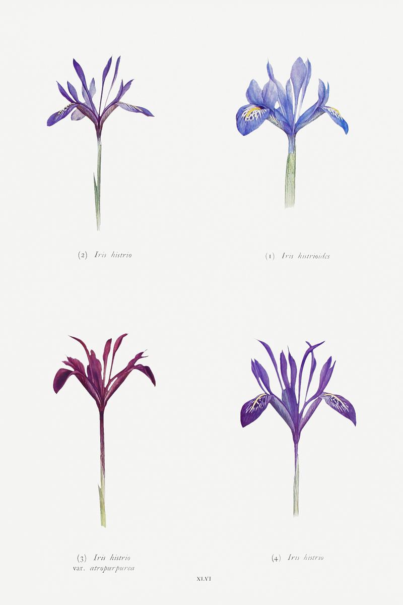 Vintage Iris flower poster Iris Histrioides, Iris Histrio, Iris Histrio var. Atropurpurea and Iris istrio from The genus Iris by William Rickatson Dykes…